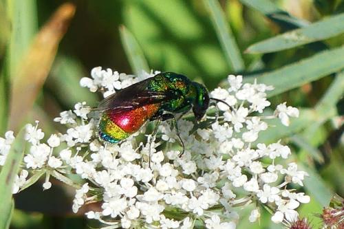 Réf. 364 392 : Chrysis chrysoprasina Réf. 364 392 : Chrysis chrysoprasina